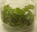 Dionaea muscipula 2